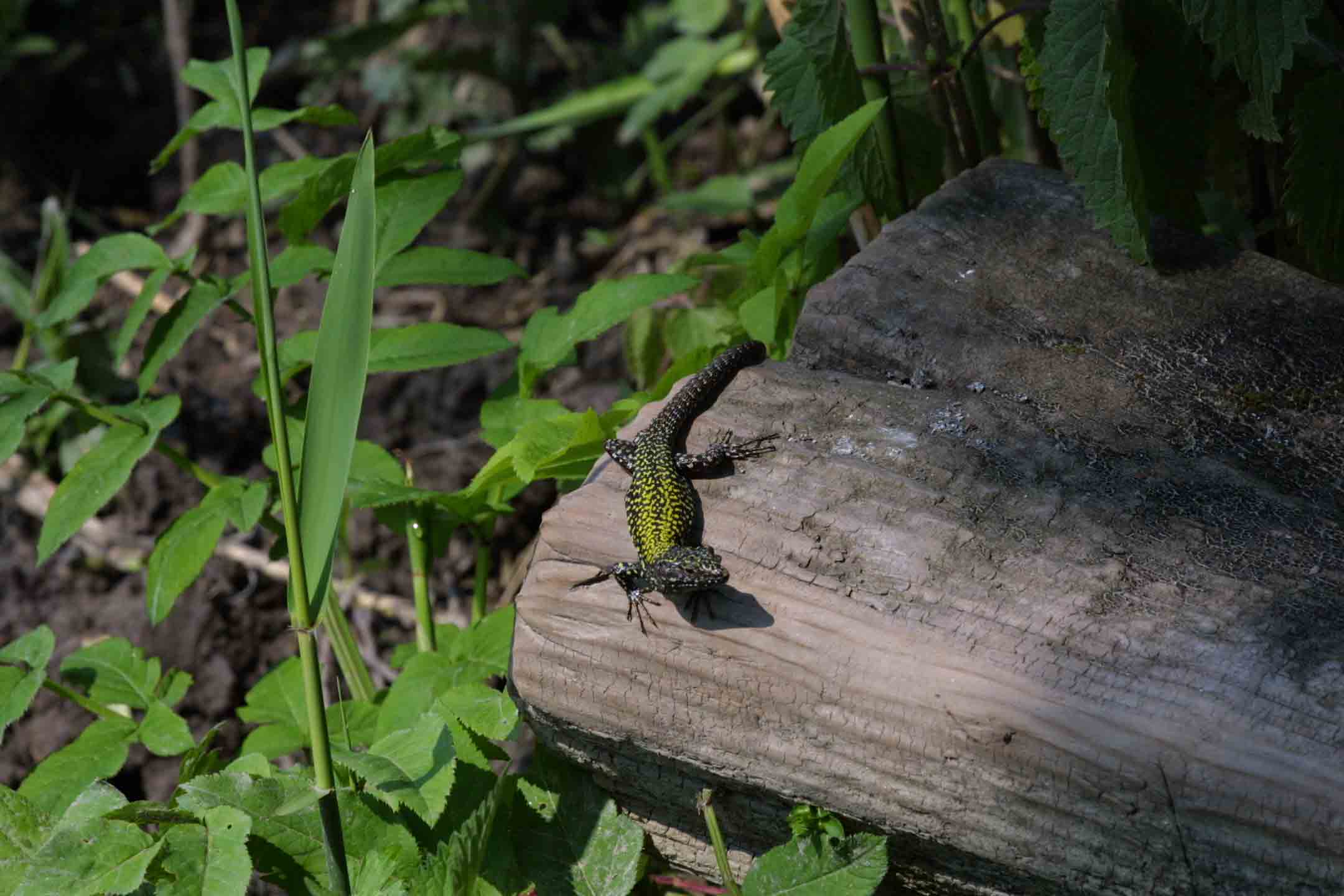 Podarcis muralis nigriventris